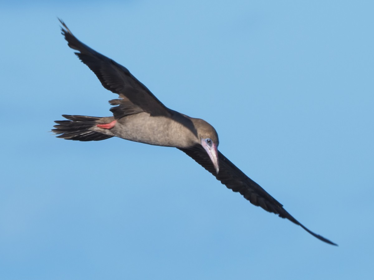 Fou à pieds rouges - ML620298224