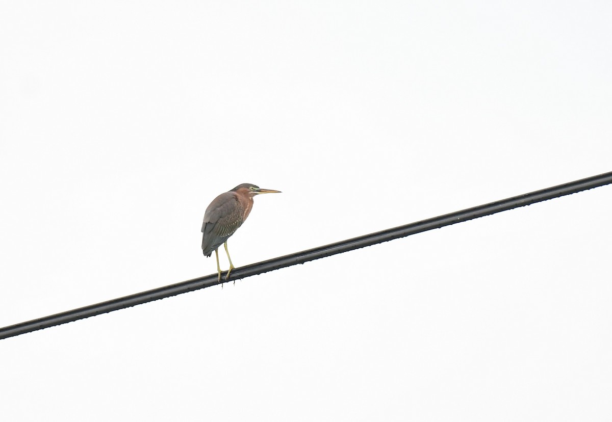 Green Heron - ML620298226