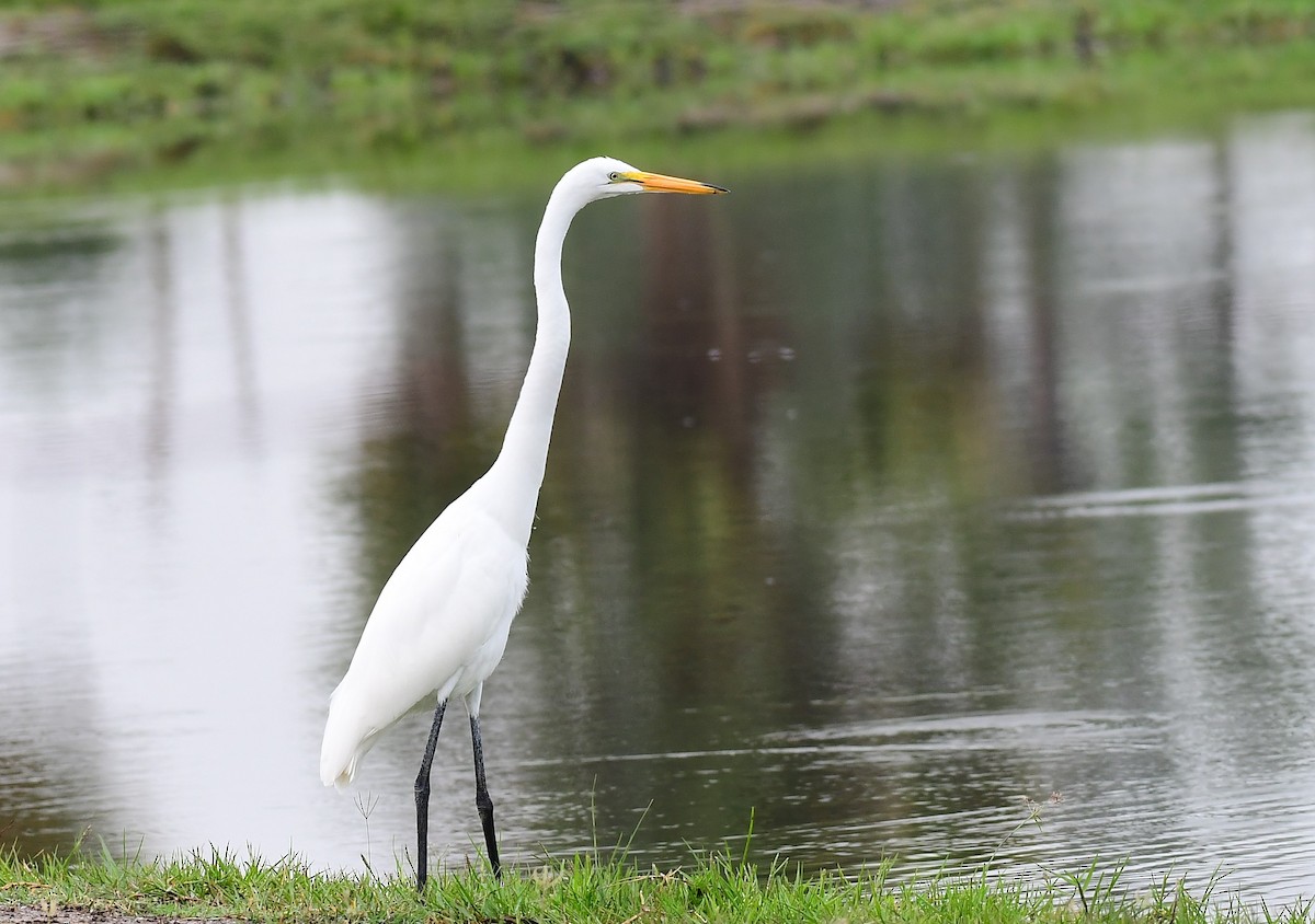 Great Egret - ML620298230