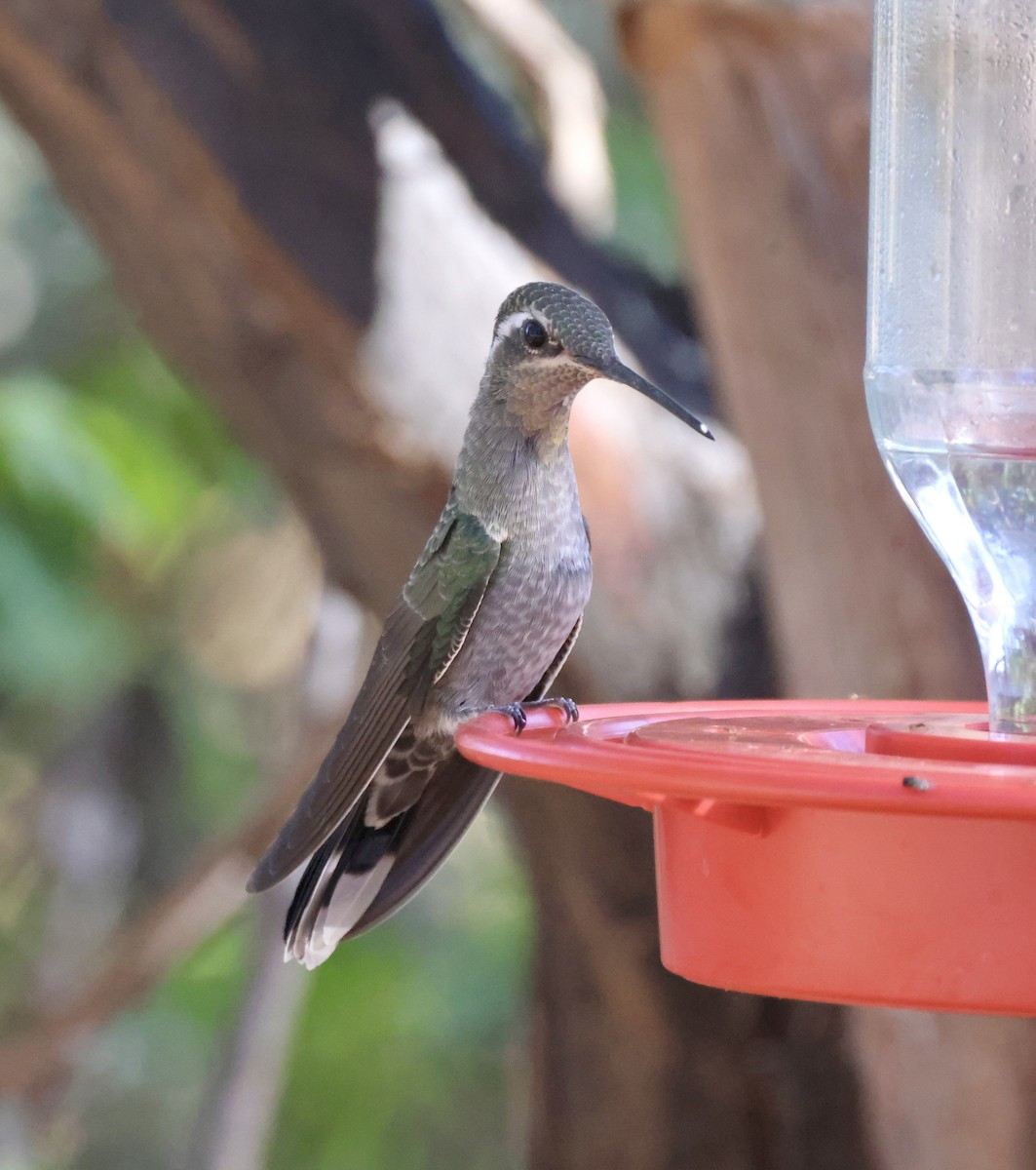 Colibrí Gorjiazul - ML620298234