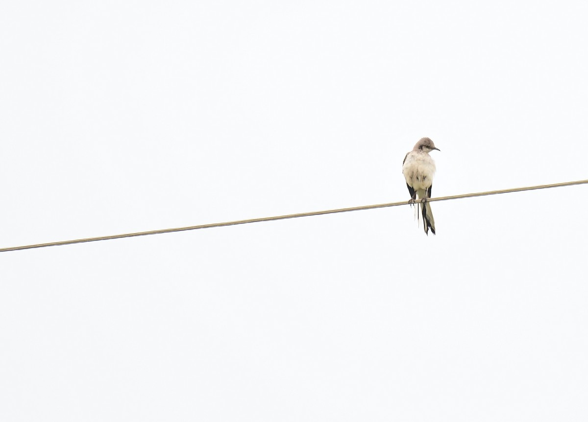 Northern Mockingbird - ML620298236