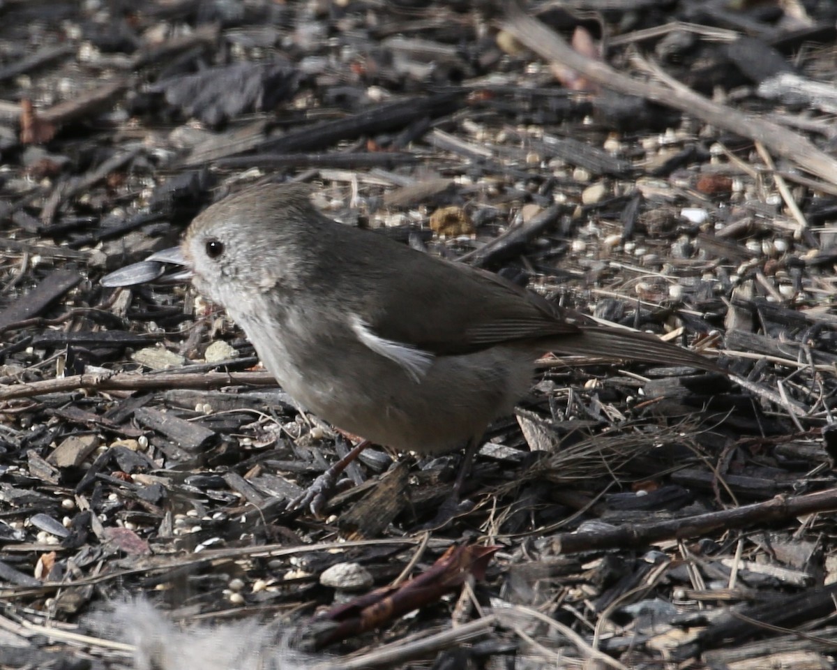 Oak Titmouse - ML620298240