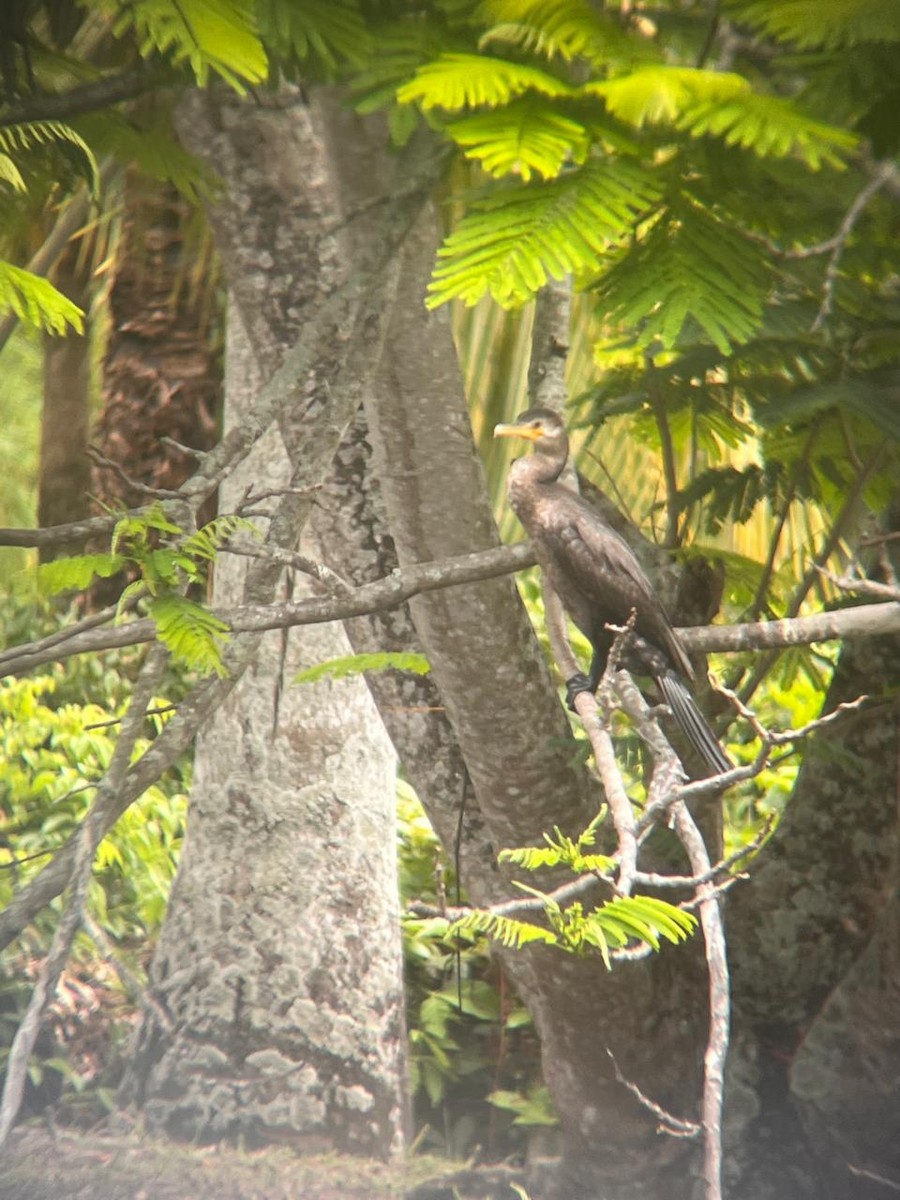 Neotropic Cormorant - ML620298241