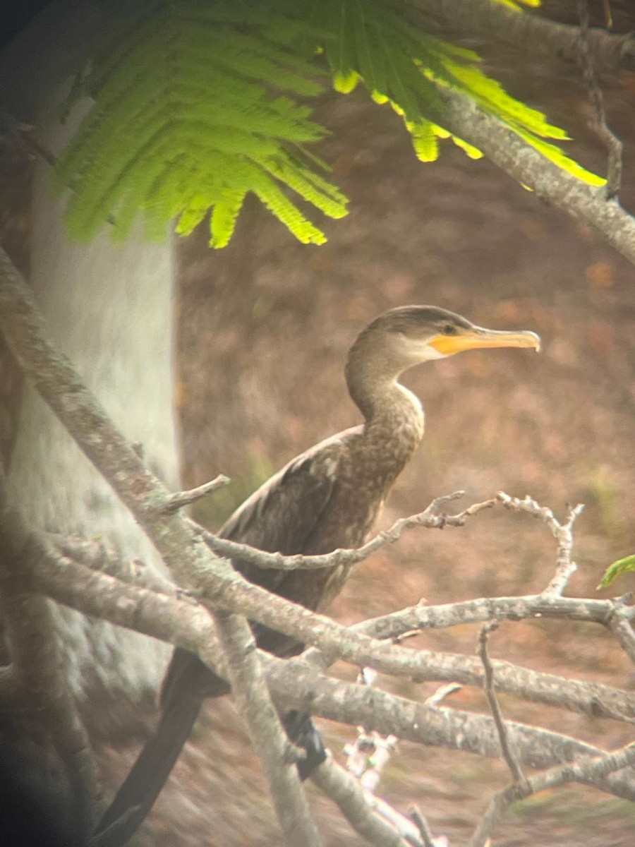 Neotropic Cormorant - ML620298243