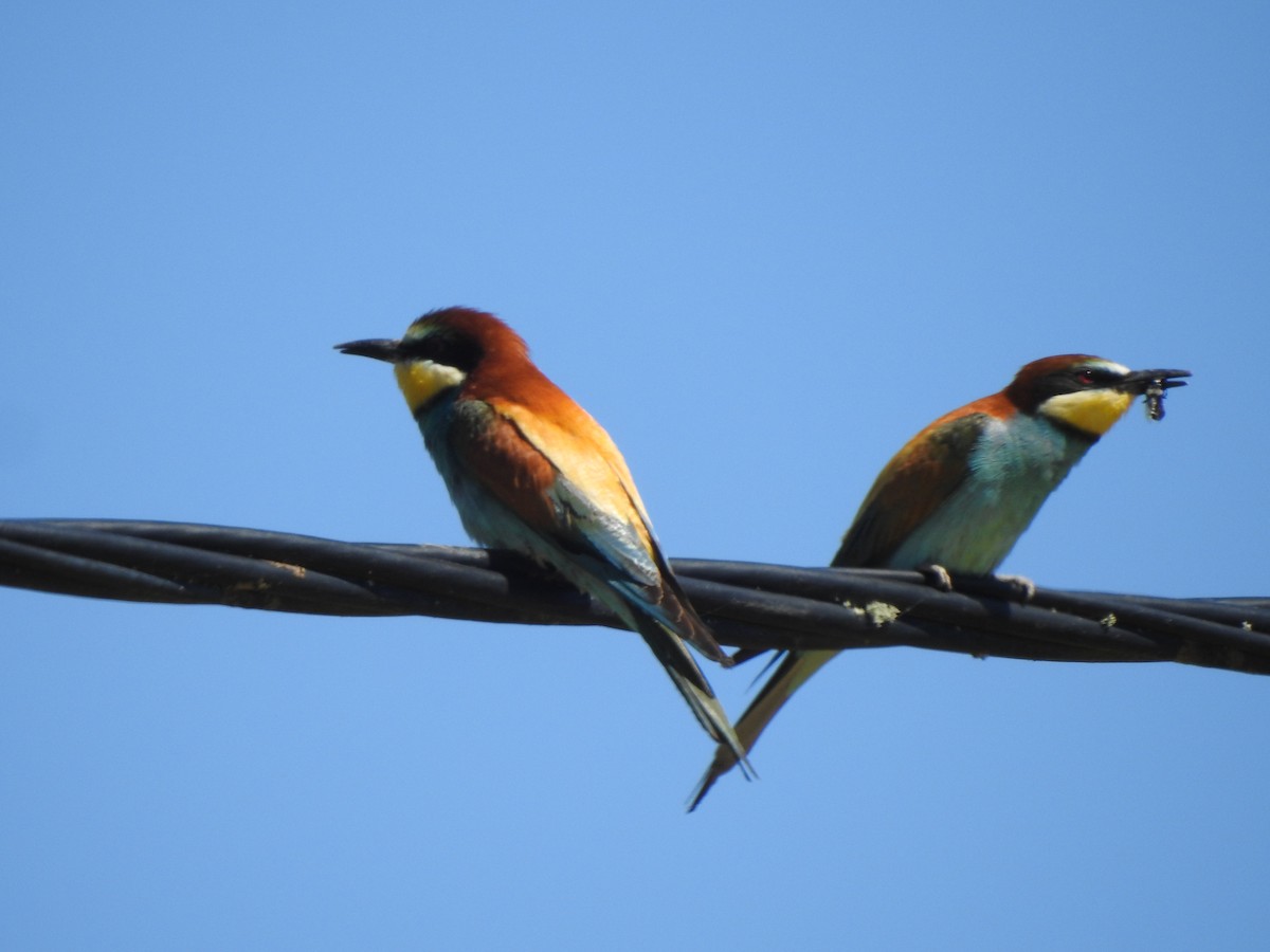 European Bee-eater - ML620298246