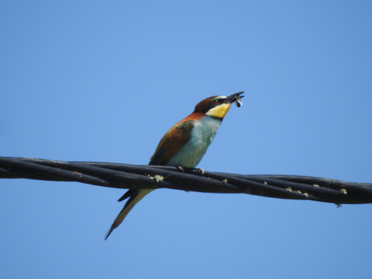 European Bee-eater - ML620298247