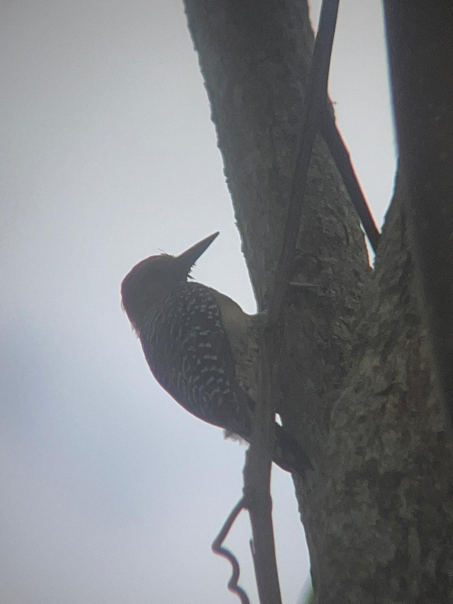 Red-crowned Woodpecker - ML620298249