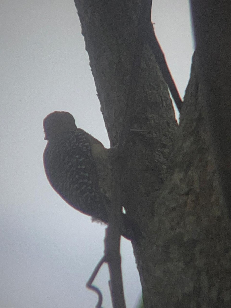 Red-crowned Woodpecker - ML620298250