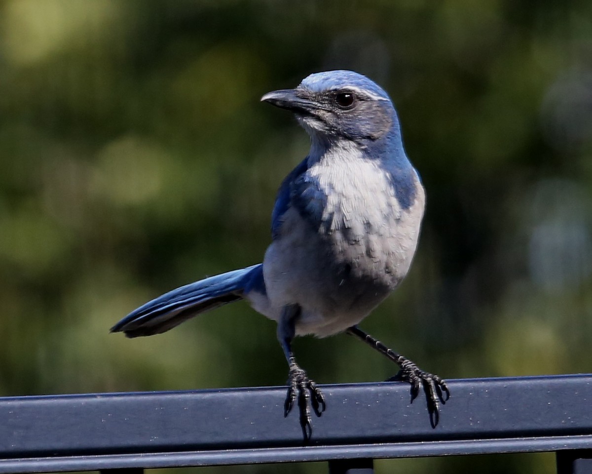 California Scrub-Jay - ML620298256