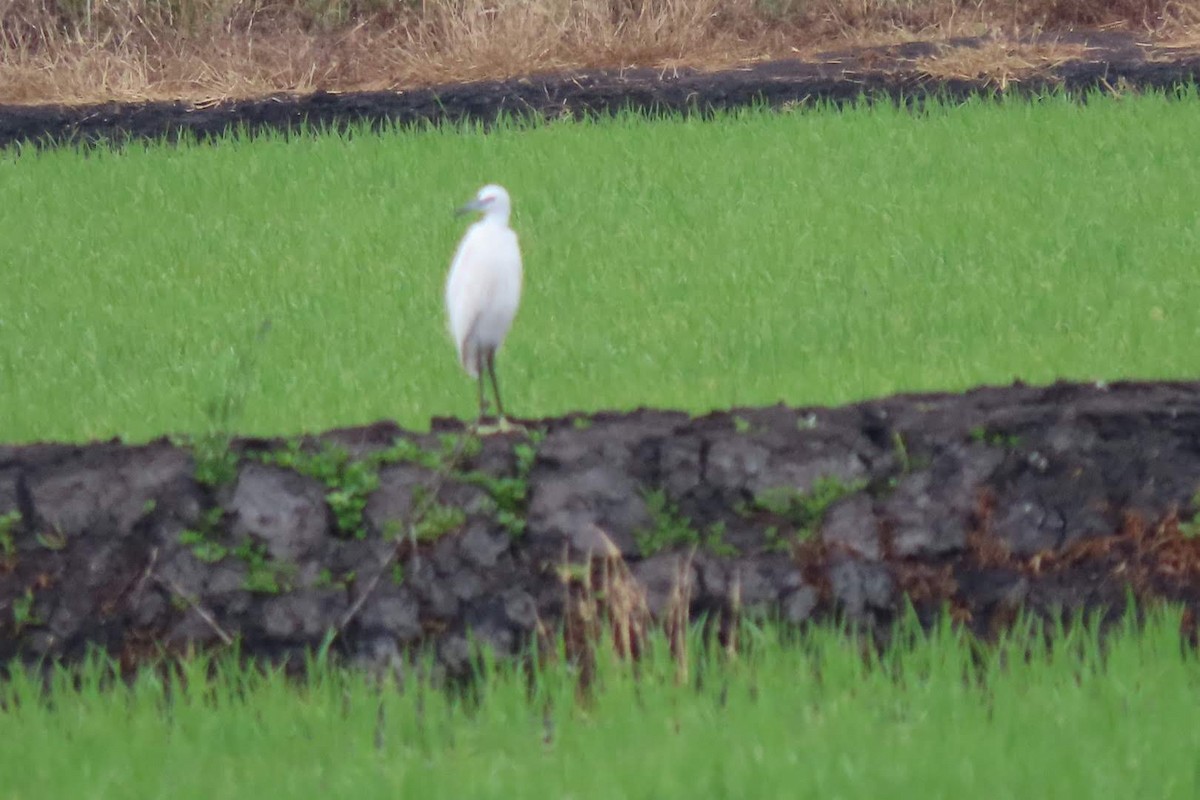 Little Egret - ML620298265