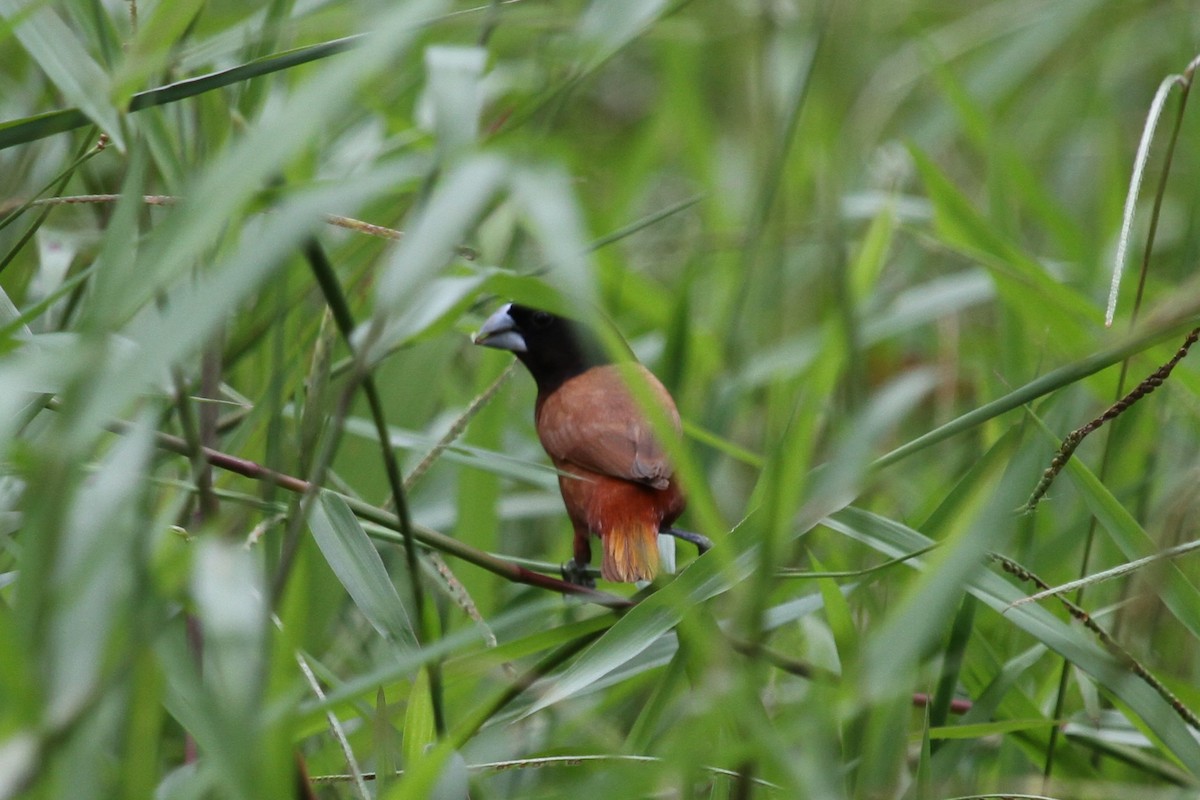 Chestnut Munia - ML620298266