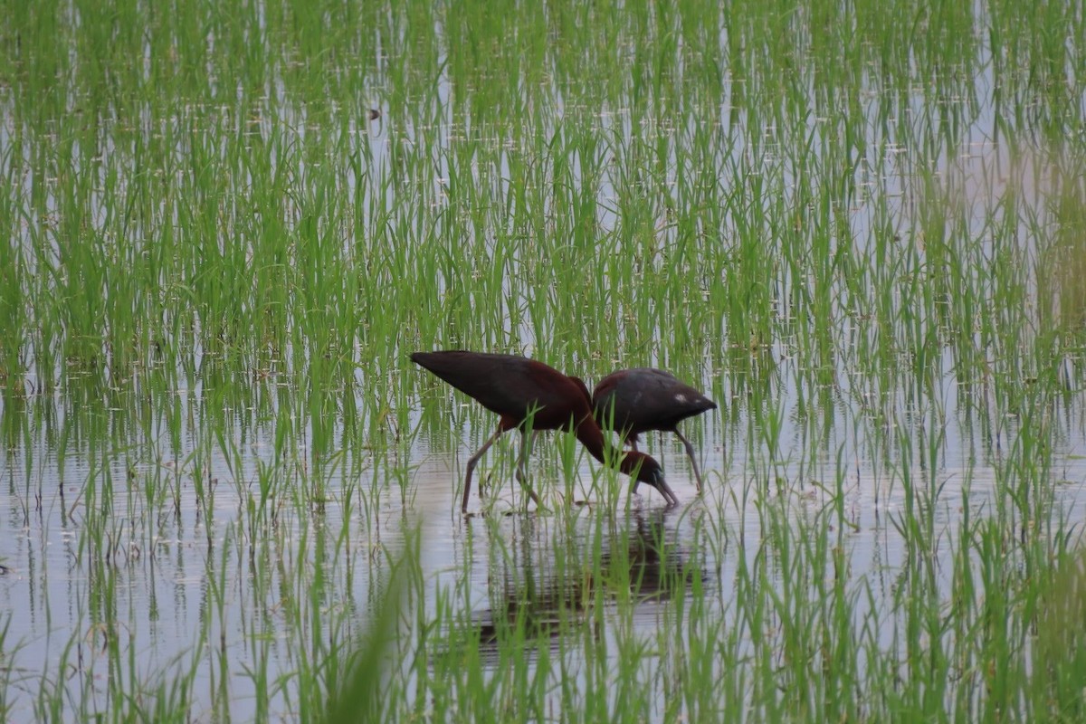 Glossy Ibis - ML620298267