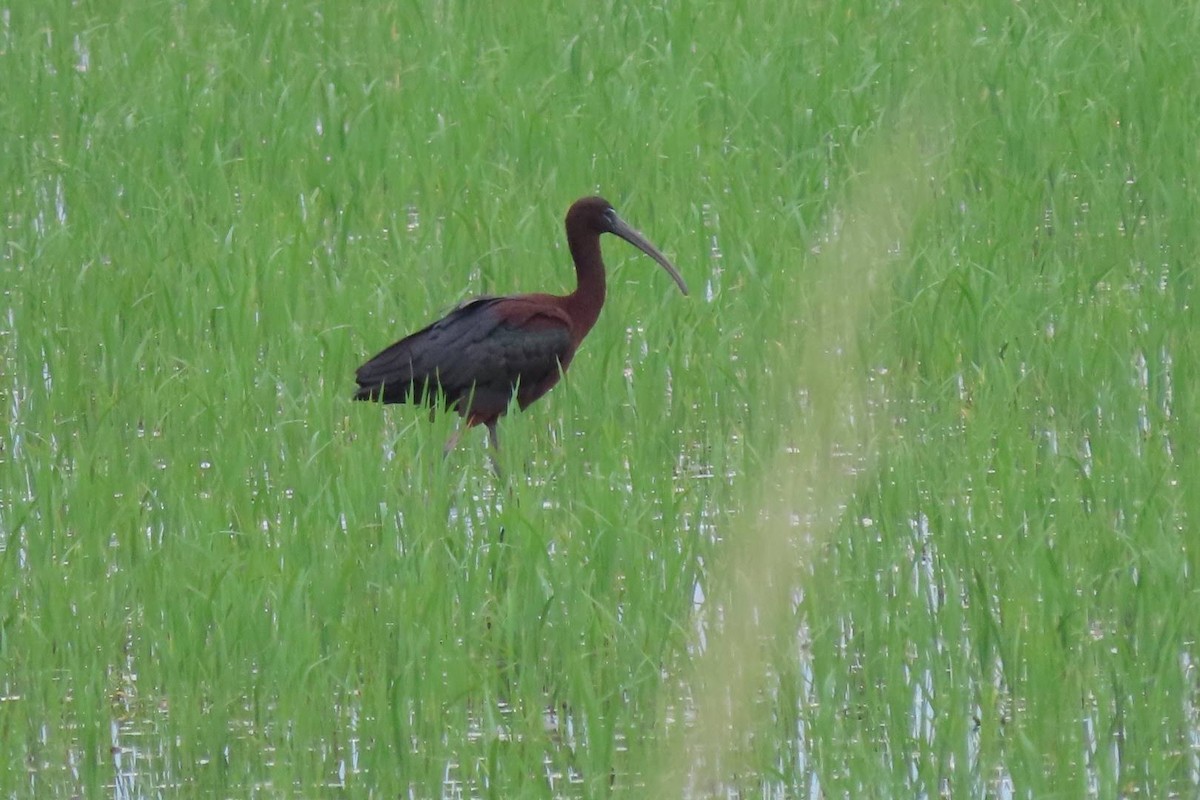 Glossy Ibis - ML620298268