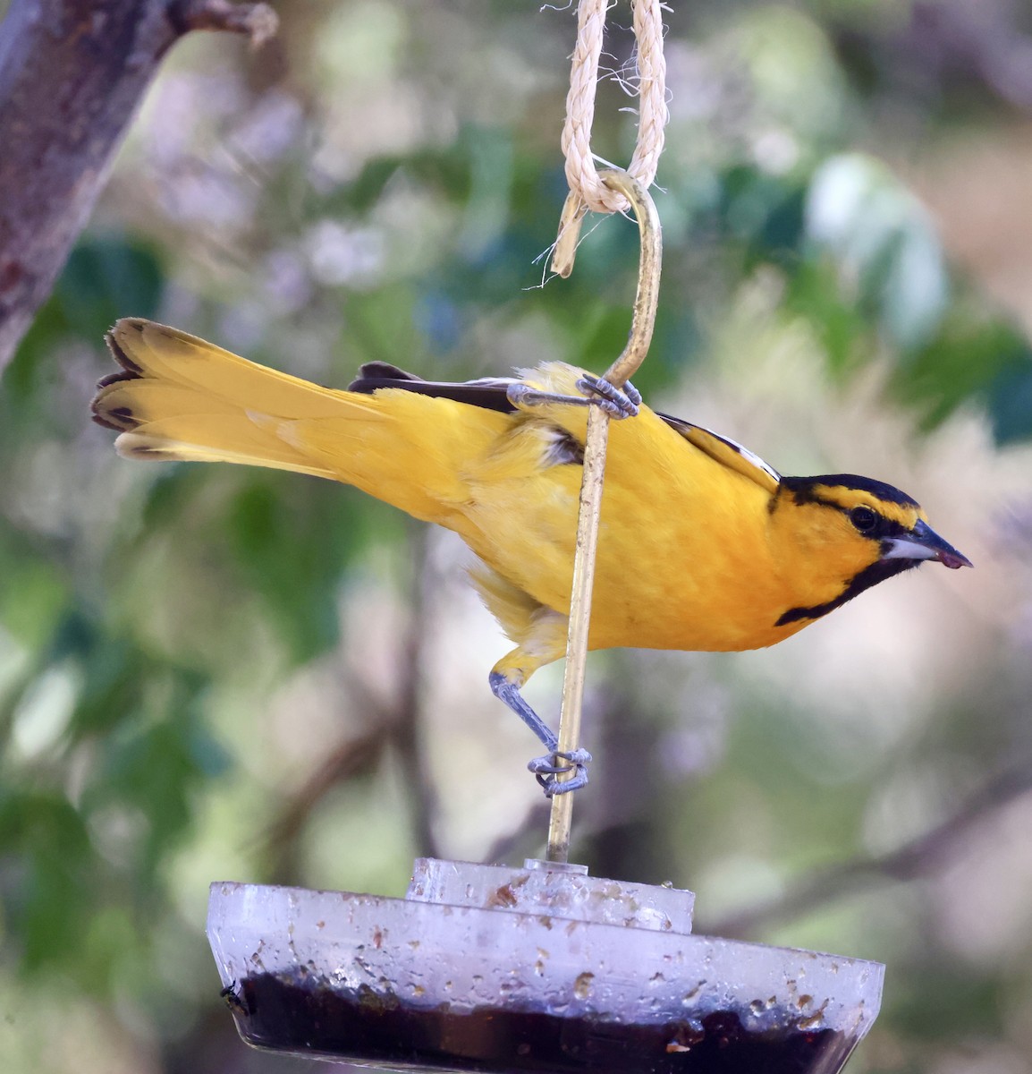 Bullock's Oriole - ML620298275