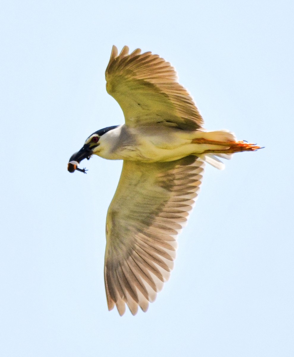 Black-crowned Night Heron - ML620298283