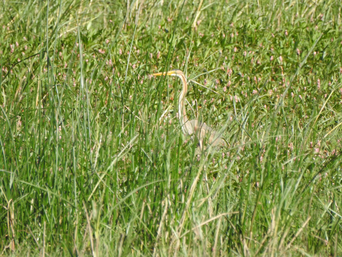 Purple Heron - ML620298290