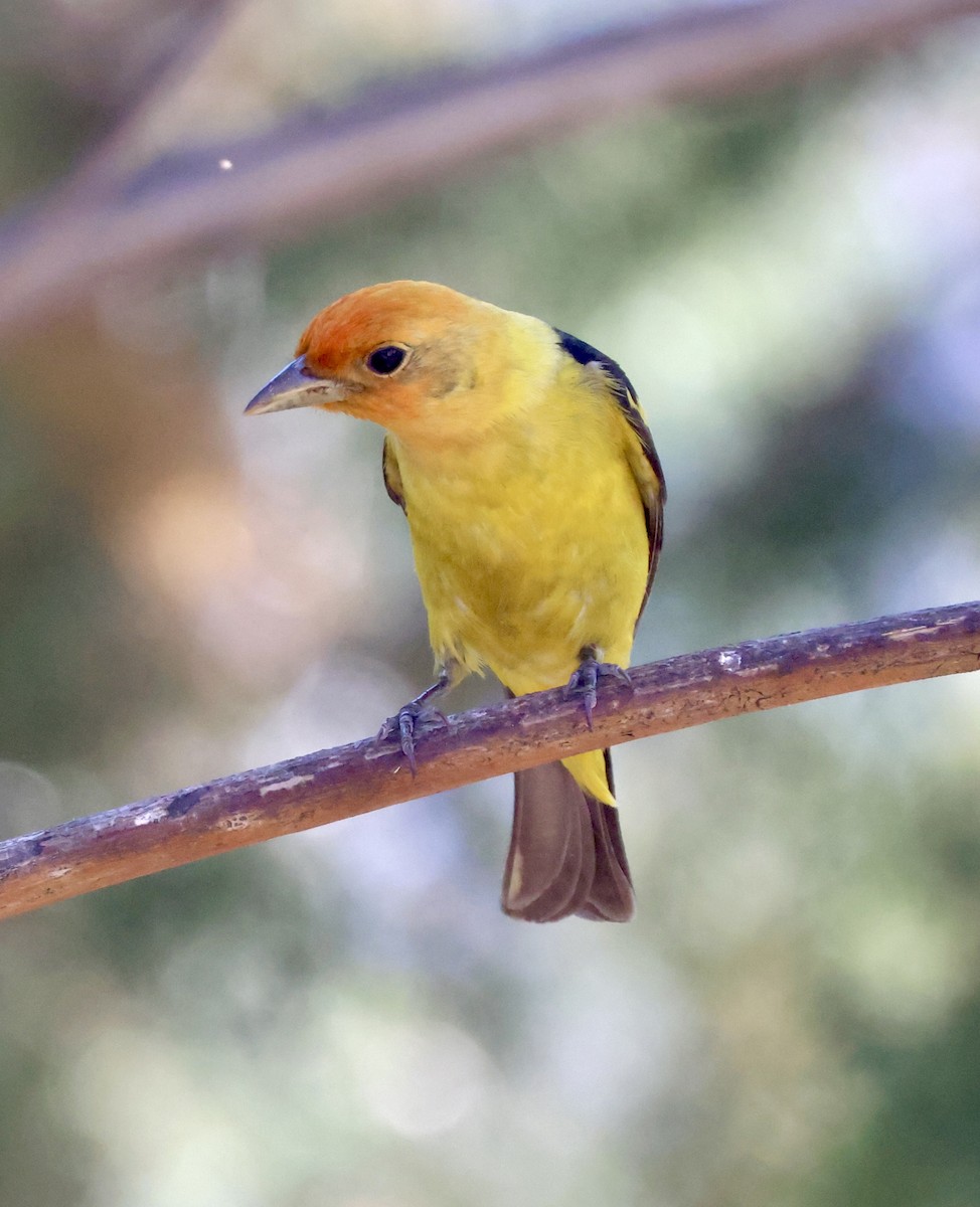 Western Tanager - ML620298294