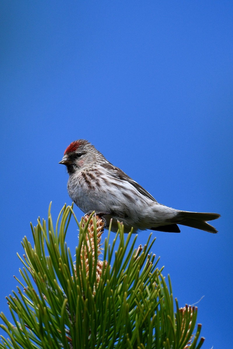 Lesser Redpoll - ML620298295