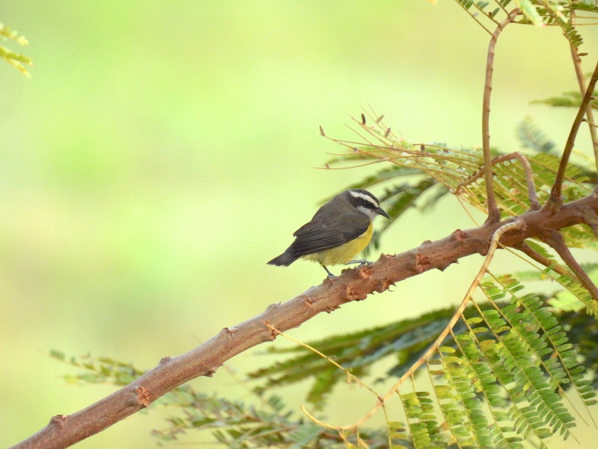 Bananaquit - ML620298301