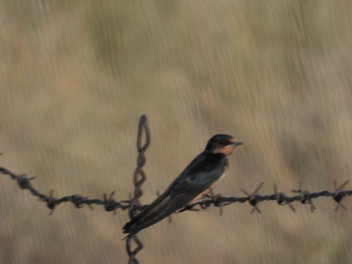 Golondrina Común - ML620298307