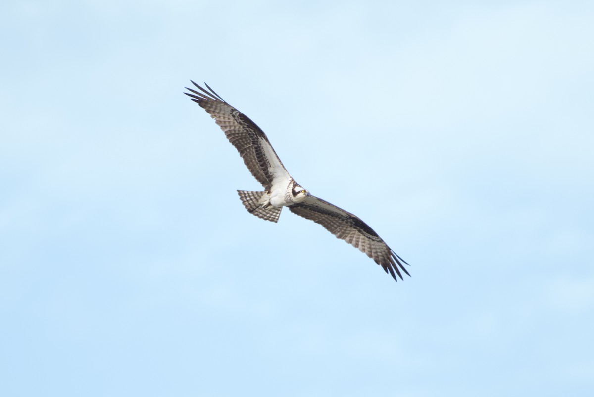 Águila Pescadora - ML620298308