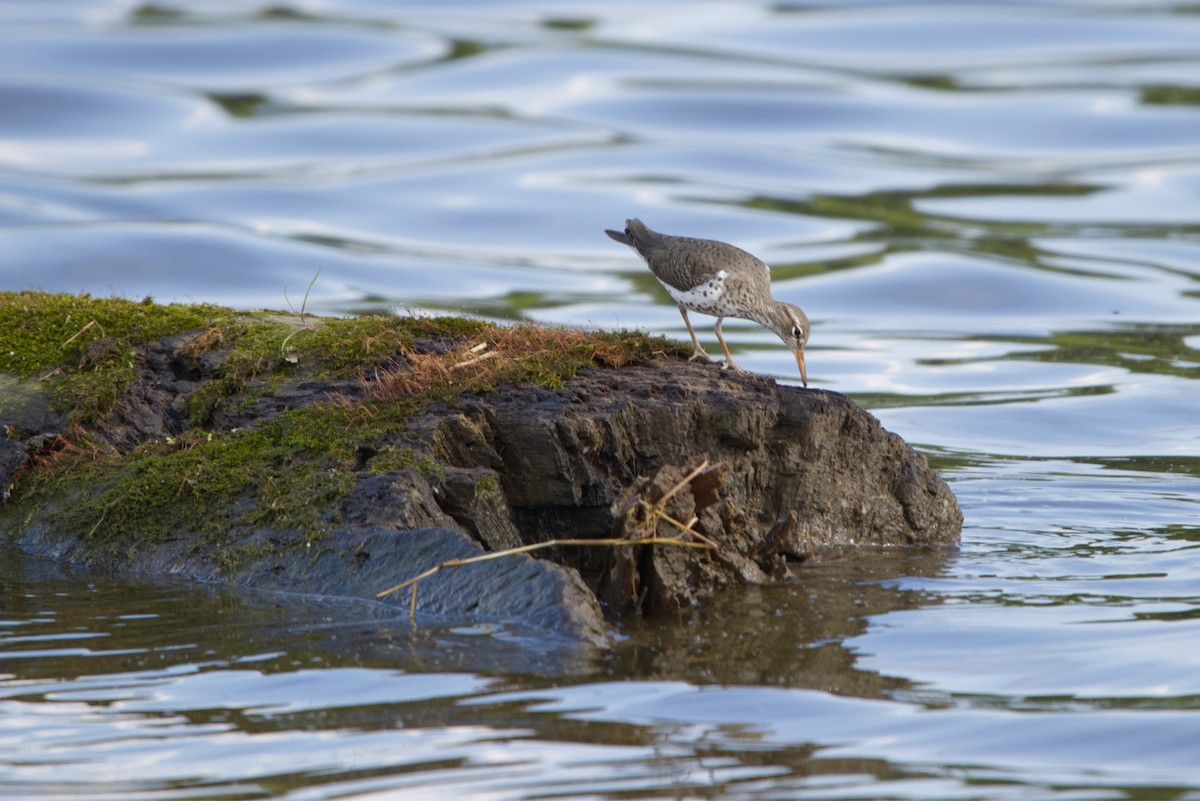 Spotted Sandpiper - Jeffrey A. Beery