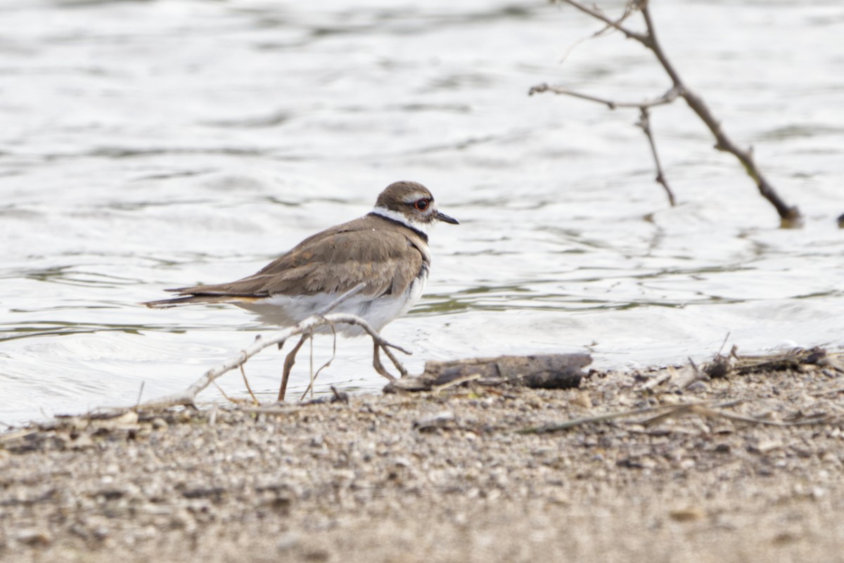 Killdeer - ML620298315