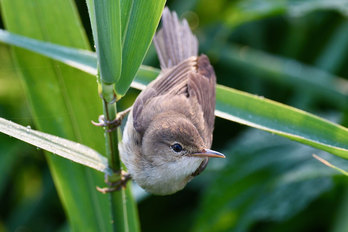 Common Reed Warbler - ML620298316