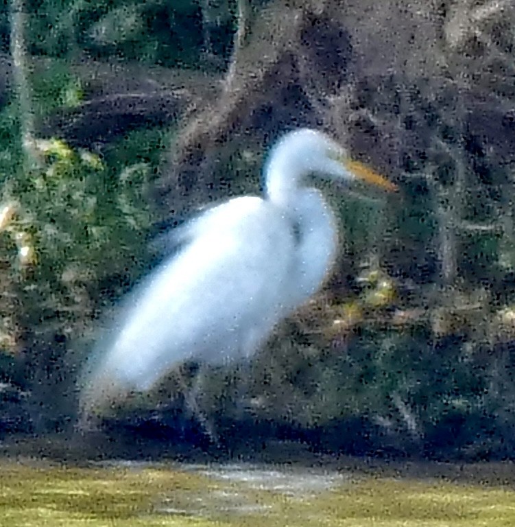 Great Egret - ML620298317