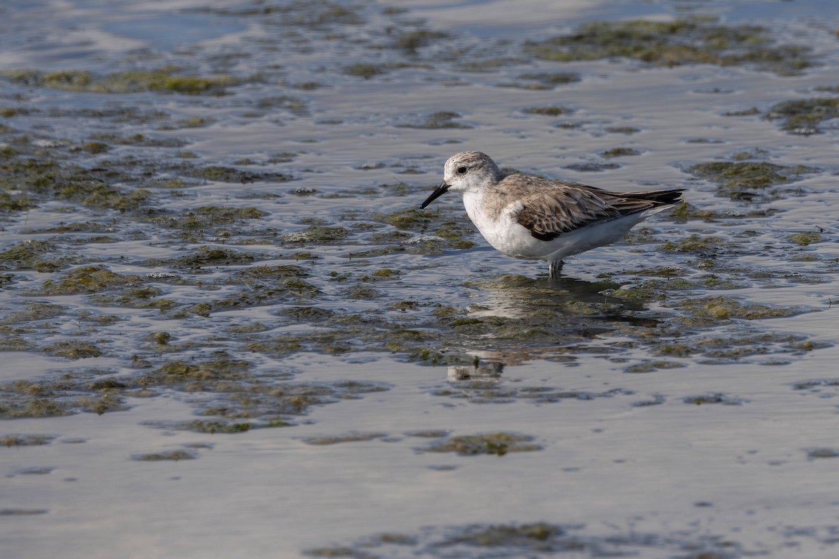 Sanderling - Alexander Thomas