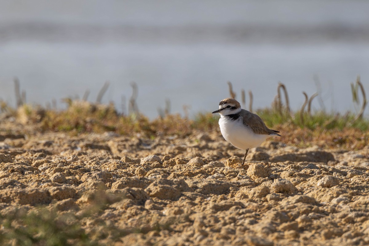 Kentish Plover - Alexander Thomas