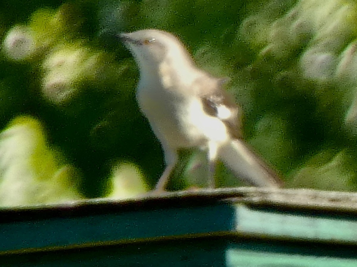 Northern Mockingbird - ML620298327