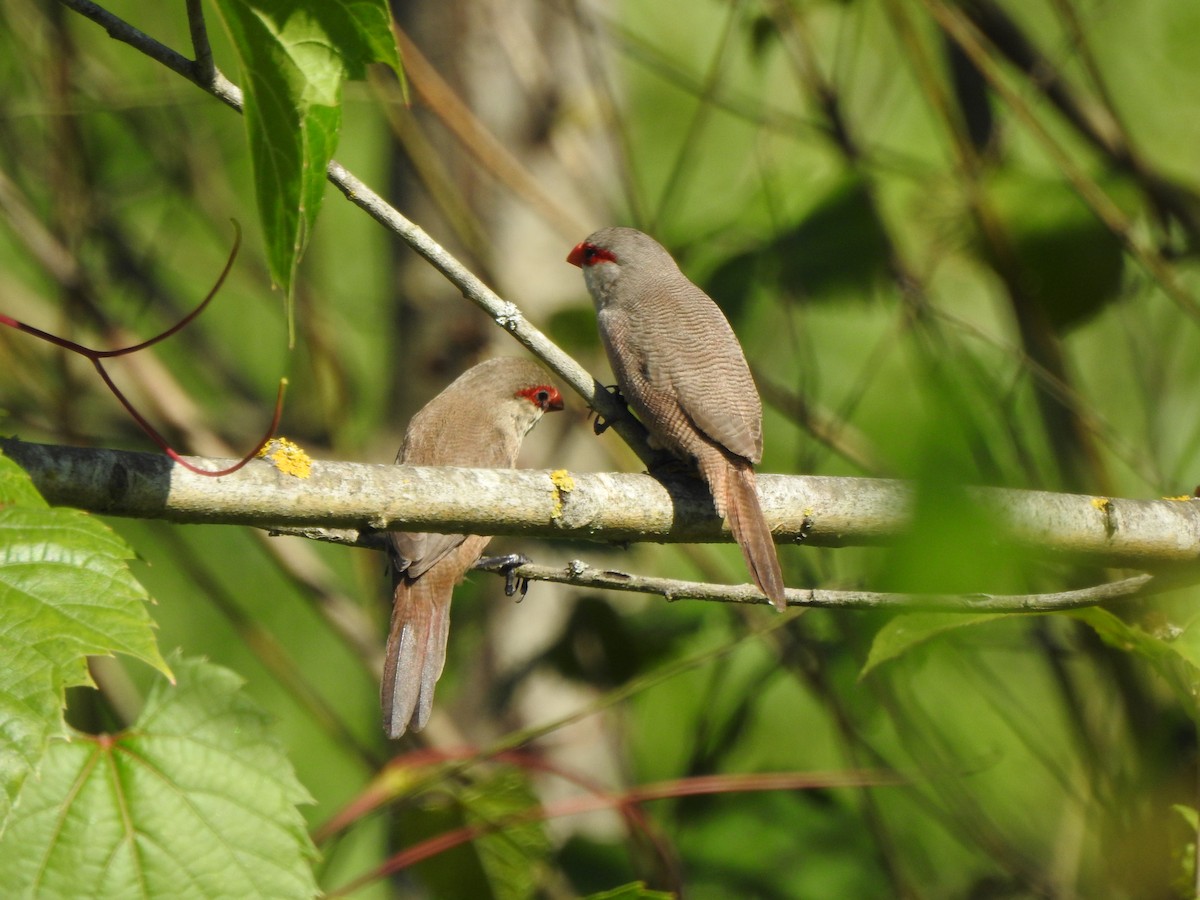 Common Waxbill - ML620298328