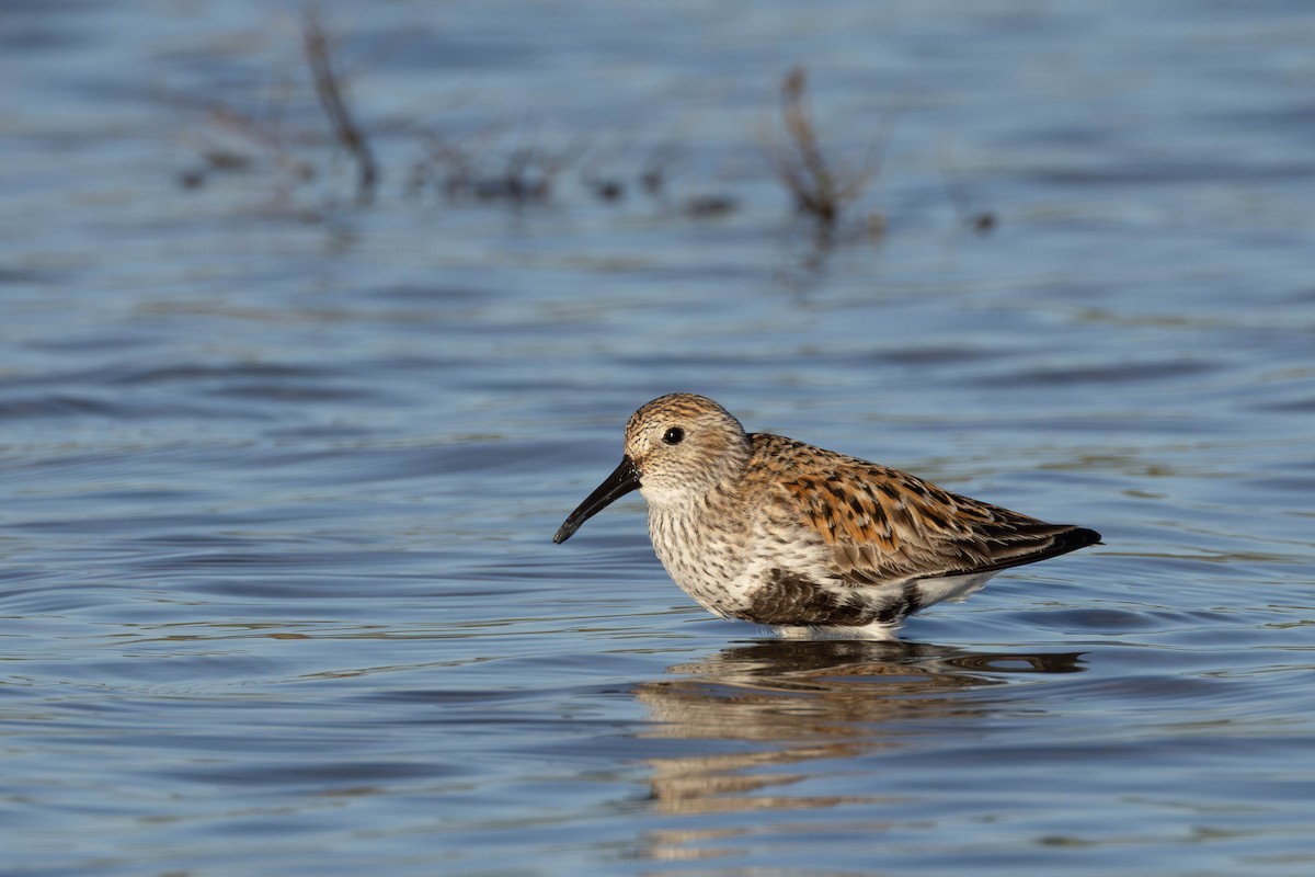 Dunlin - ML620298330