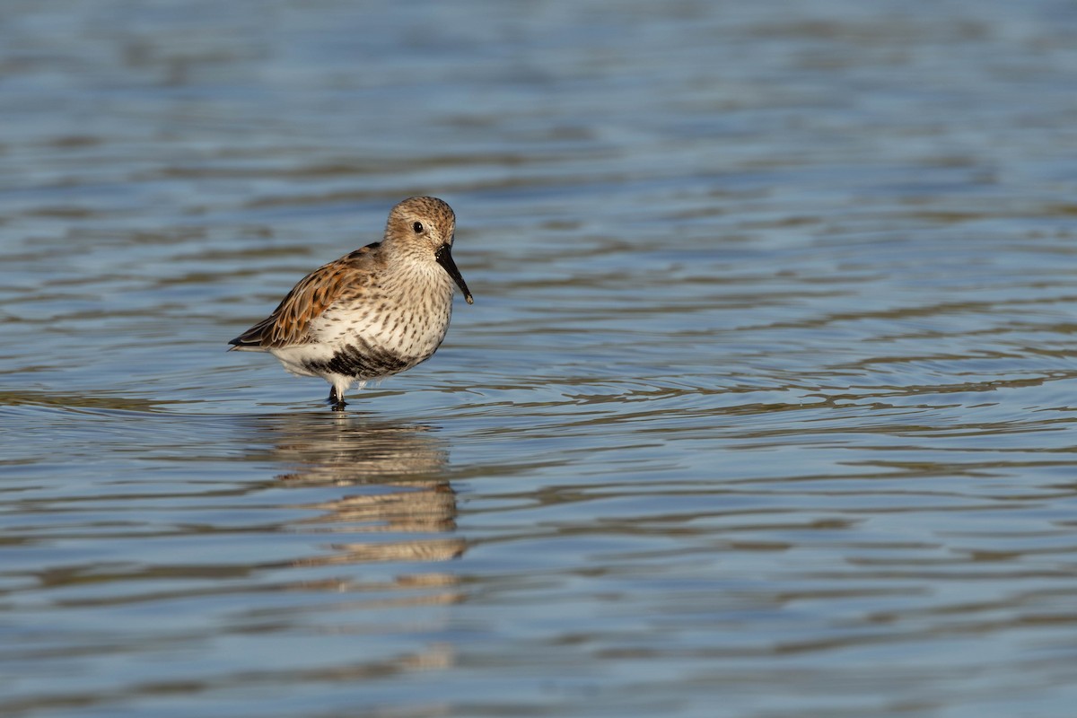 Dunlin - ML620298335