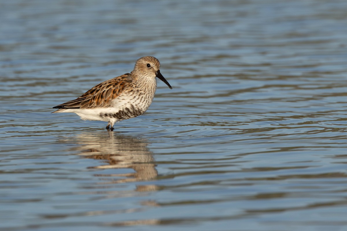 Dunlin - ML620298337