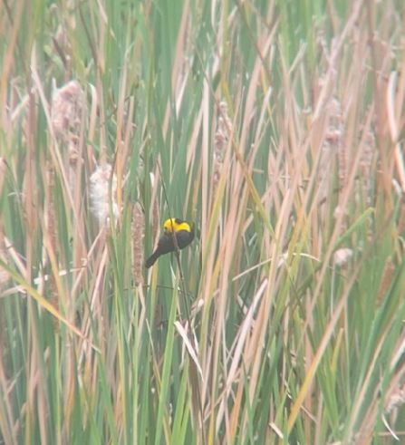 Yellow-hooded Blackbird - ML620298344