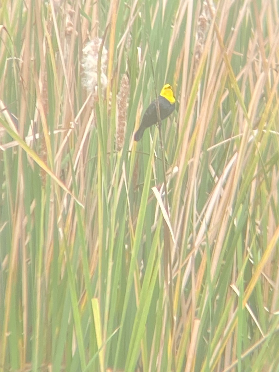 Yellow-hooded Blackbird - ML620298345