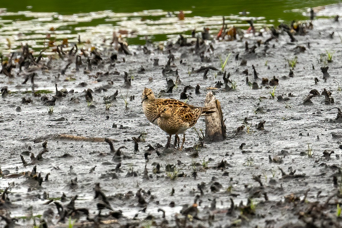 Least Sandpiper - ML620298364