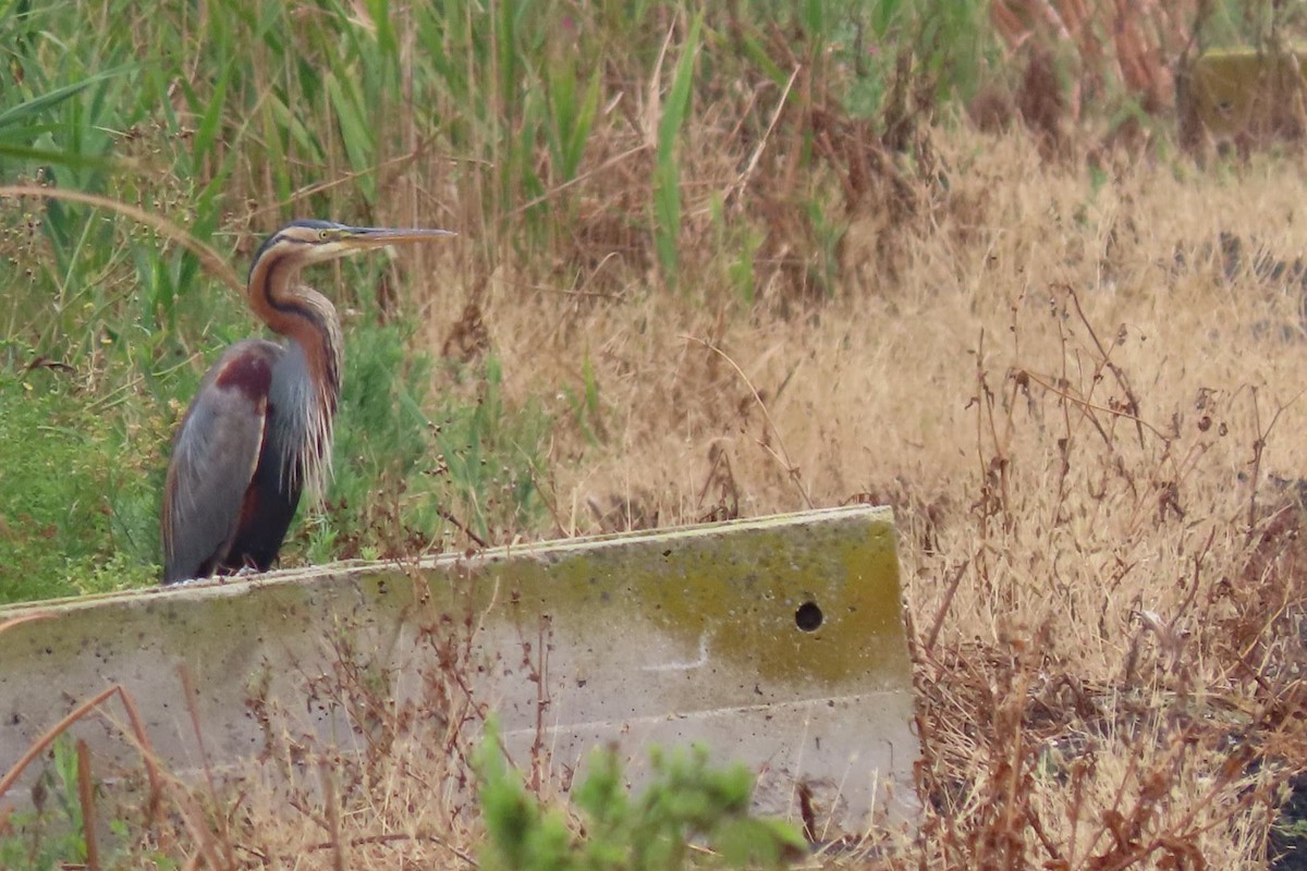 Purple Heron - ML620298367