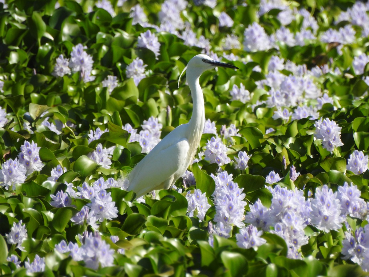 Little Egret - ML620298369