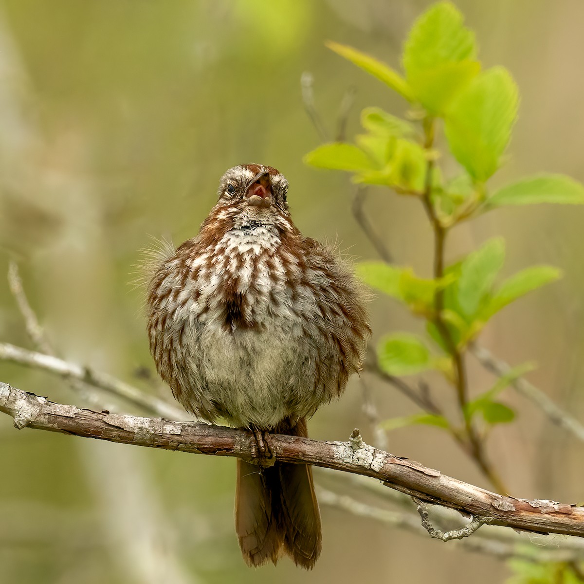 Song Sparrow - ML620298372