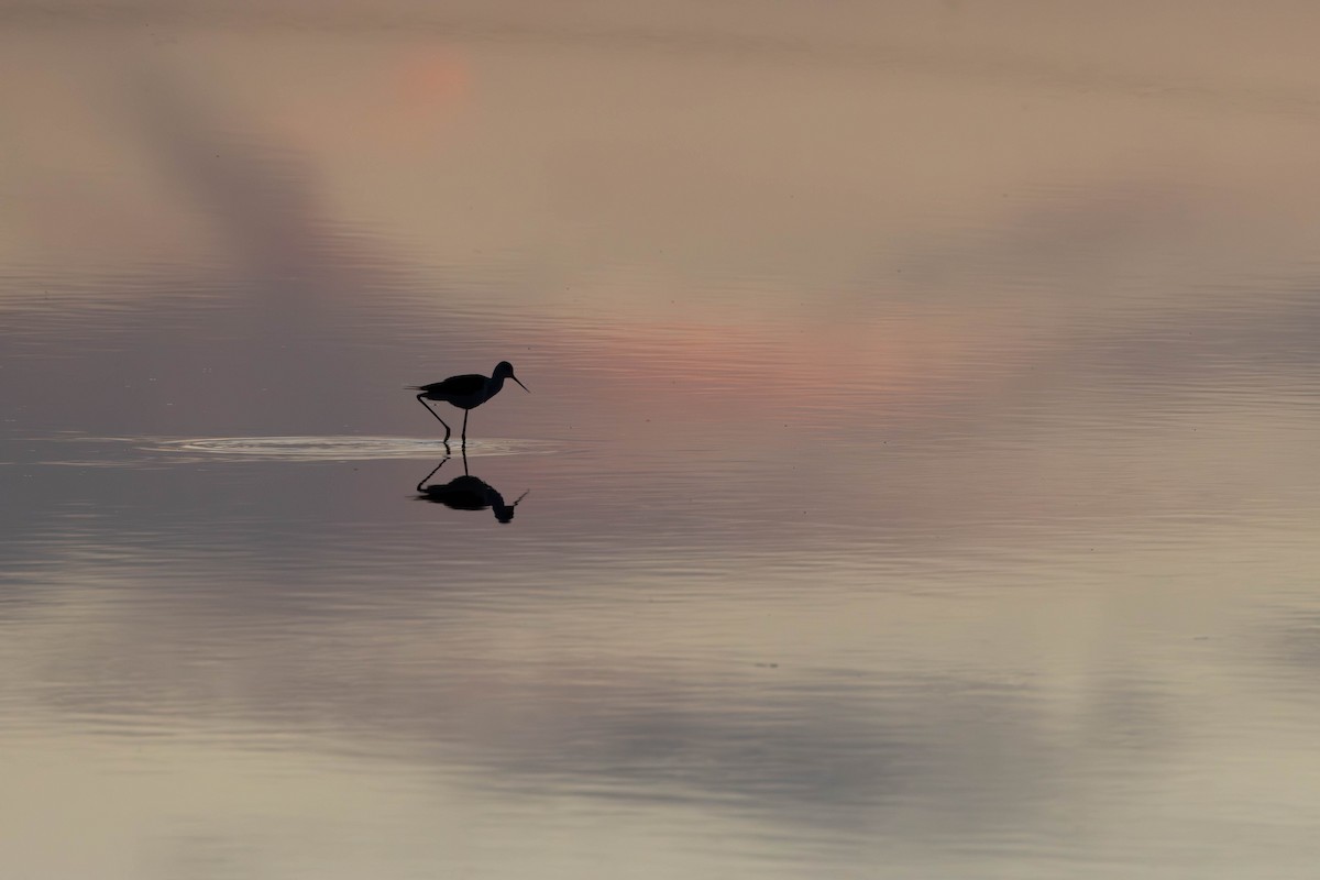 Black-winged Stilt - ML620298379