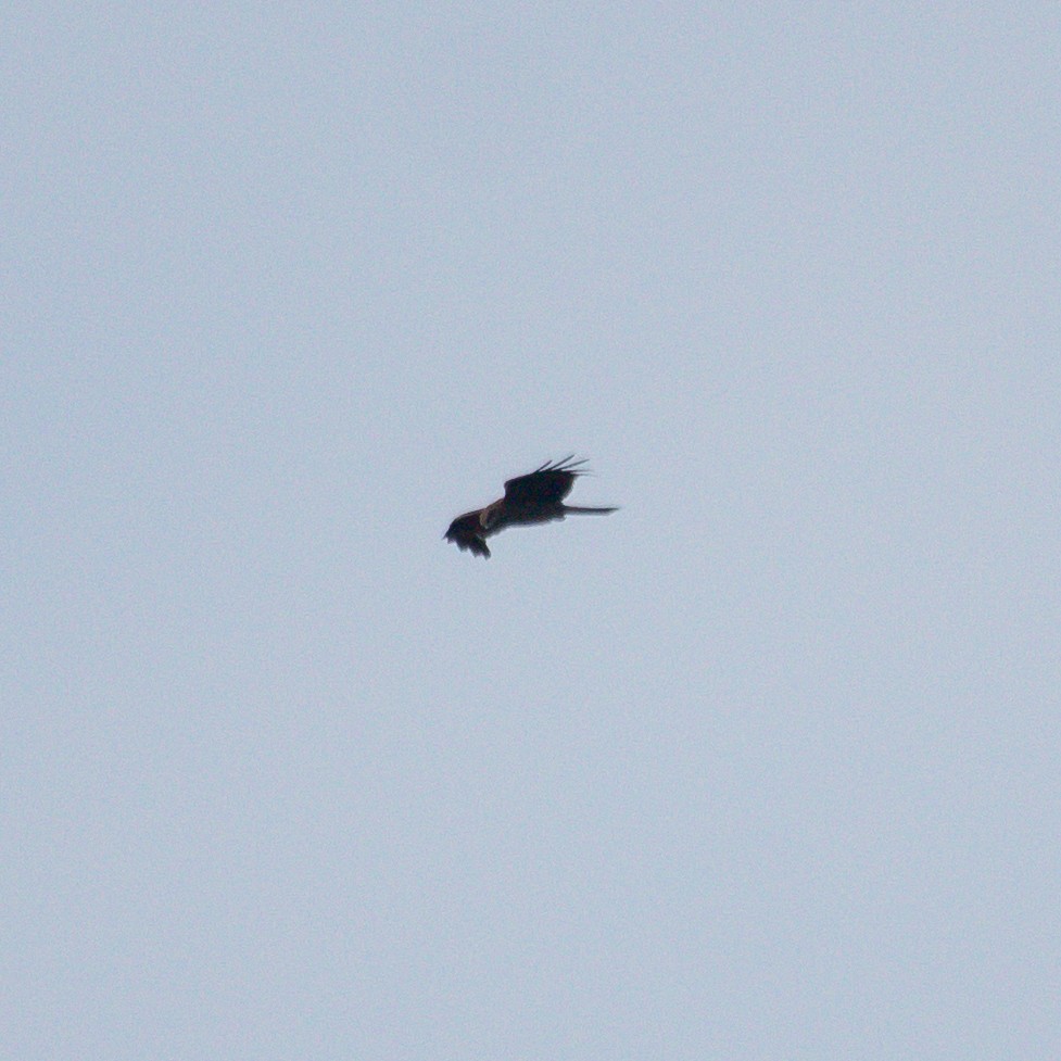 Black Kite - ML620298385