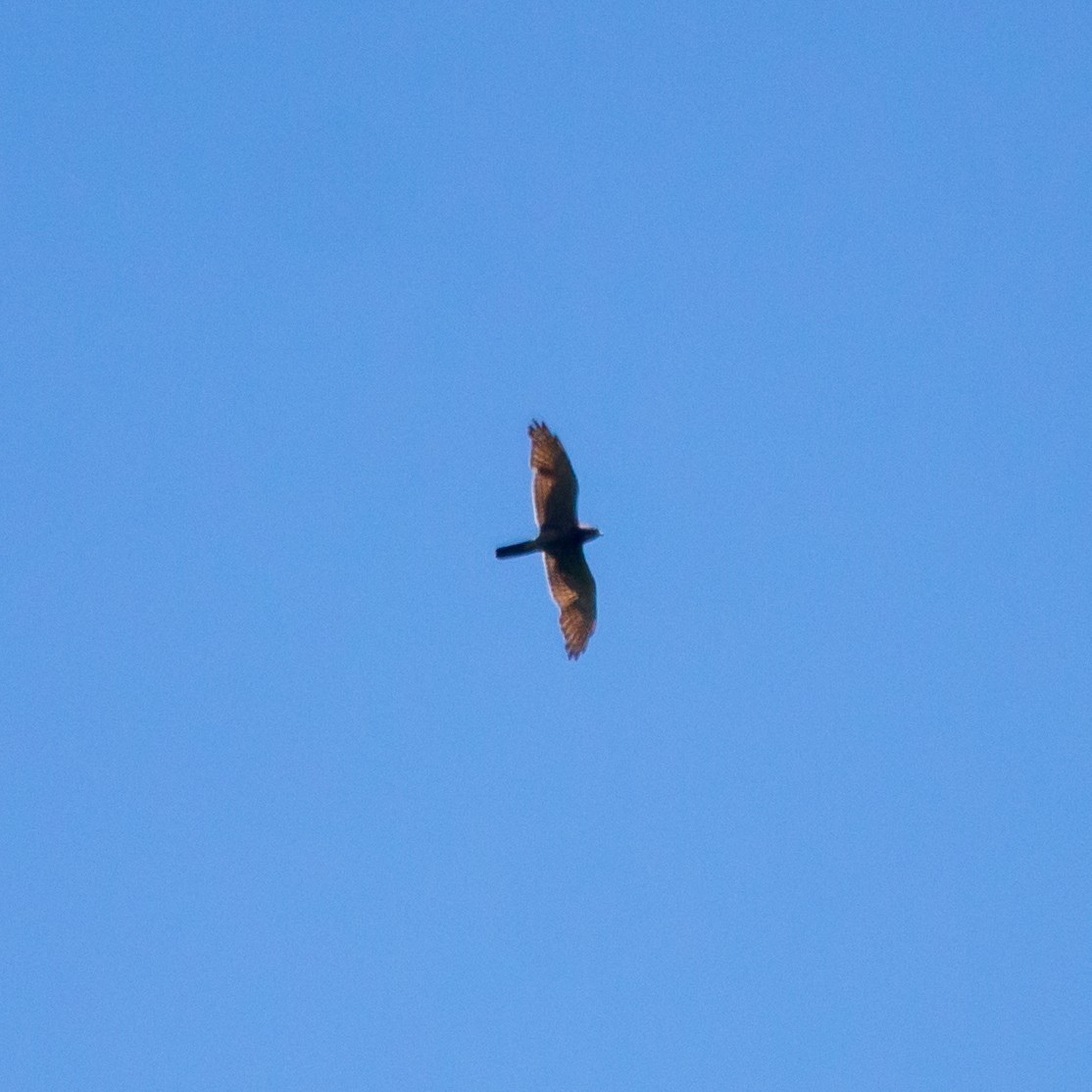 Gray-faced Buzzard - ML620298389