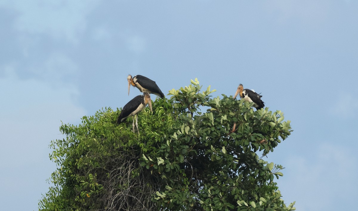 Lesser Adjutant - ML620298391