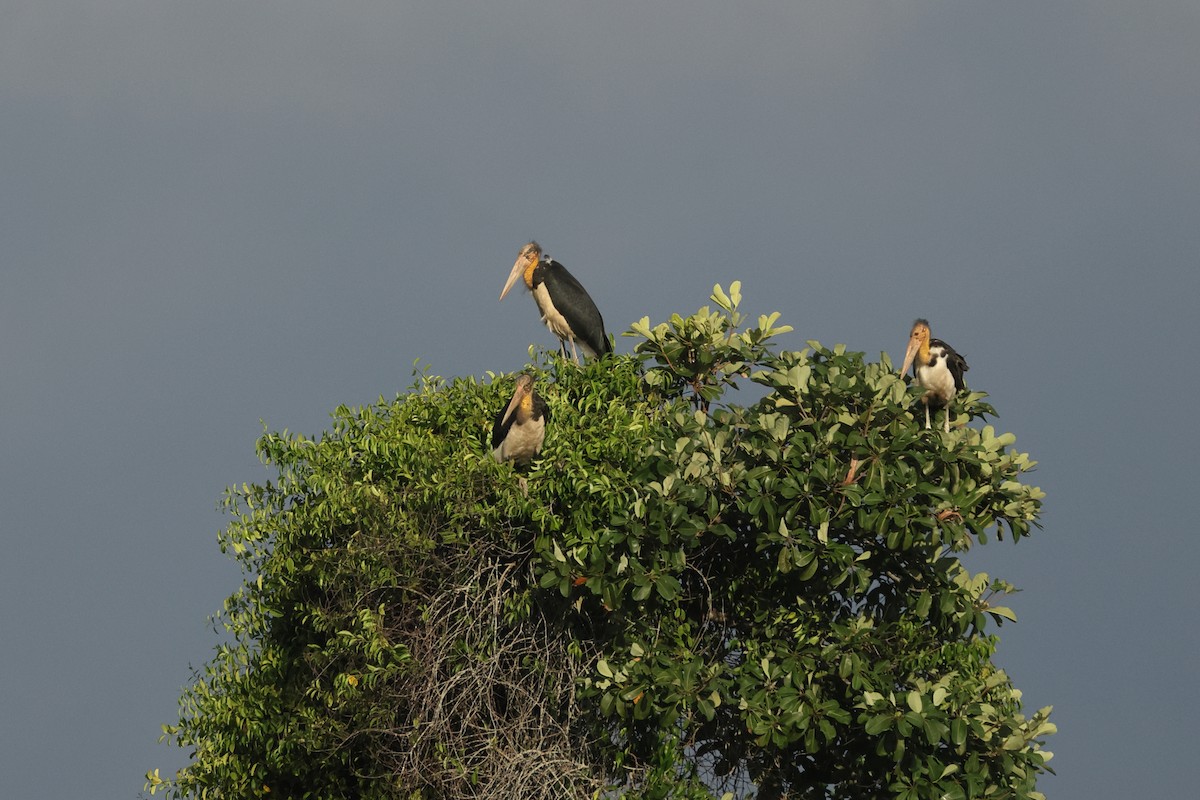 Lesser Adjutant - ML620298393