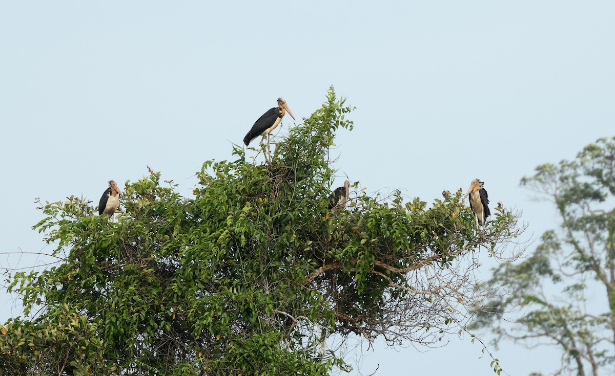 Lesser Adjutant - ML620298394