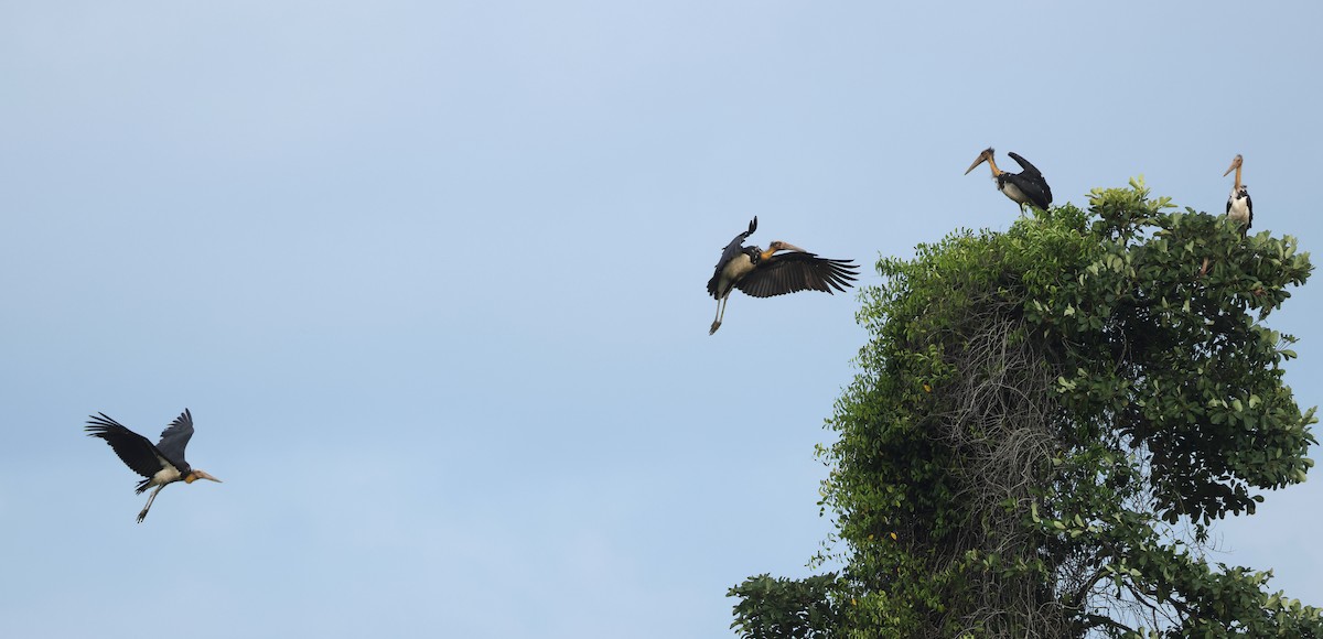 Lesser Adjutant - ML620298396