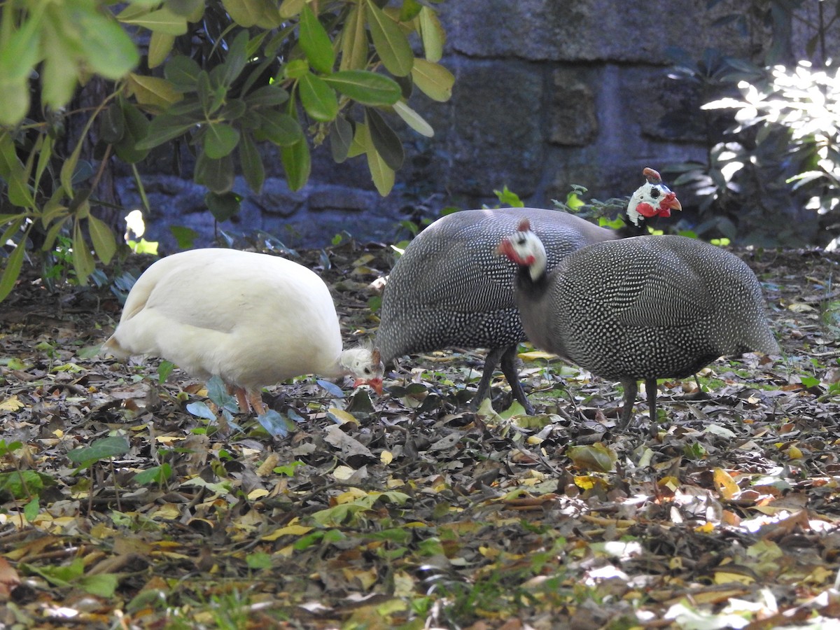 Helmeted Guineafowl - ML620298397